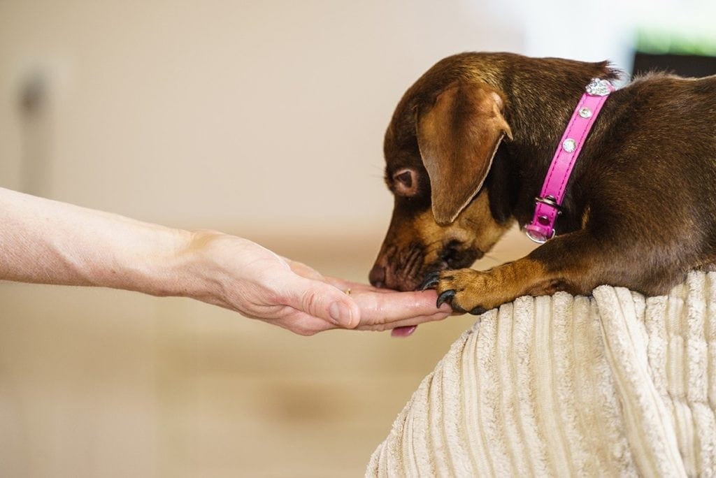 hand feeding a dachshund