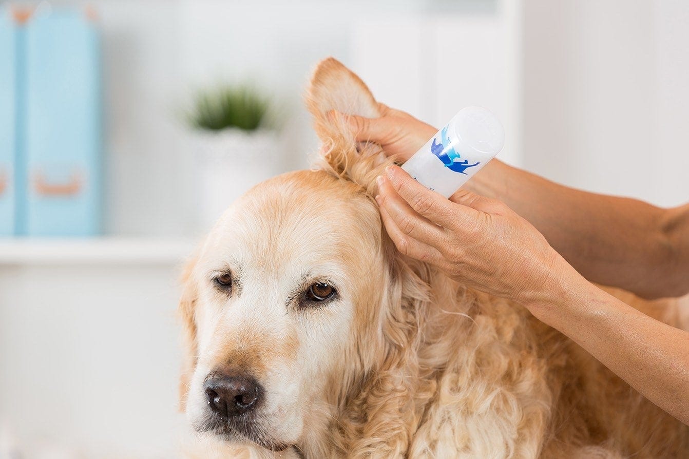 hand pouring solution in dog's ear