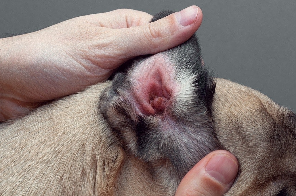 hands holding dog's ear