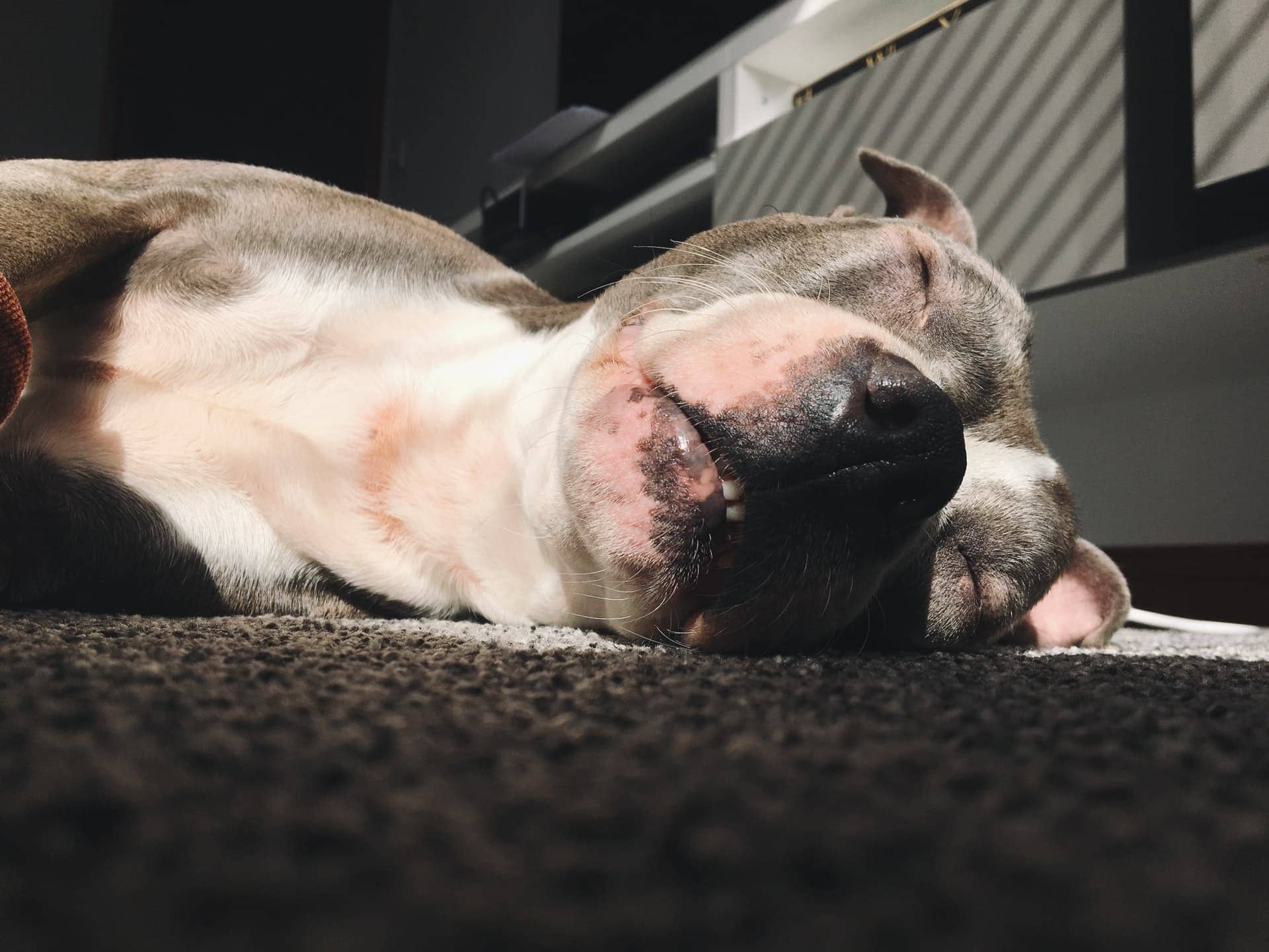 sleeping pitbull