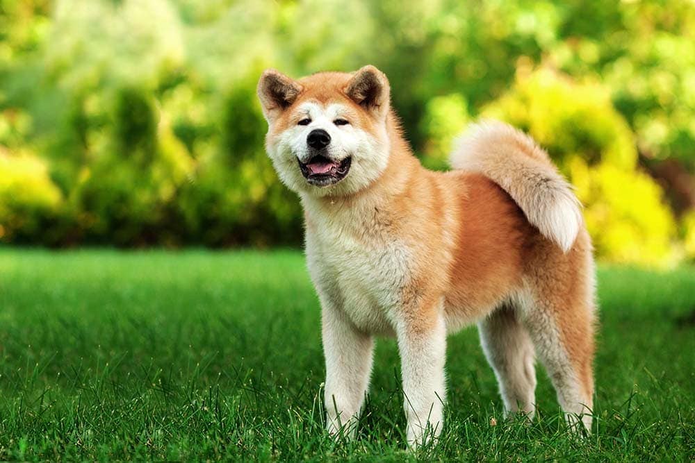 Akitas At 2025 Westminster
