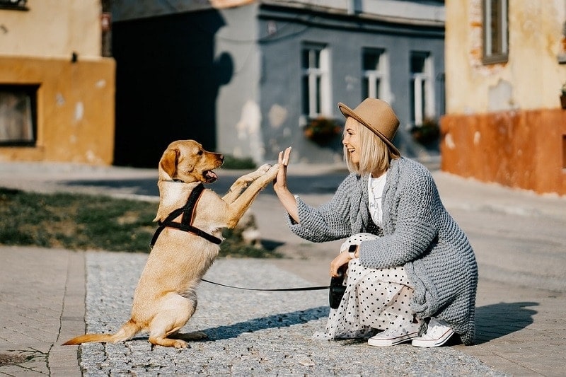 happy dog