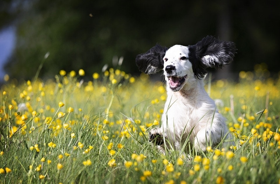 happy dog in the field