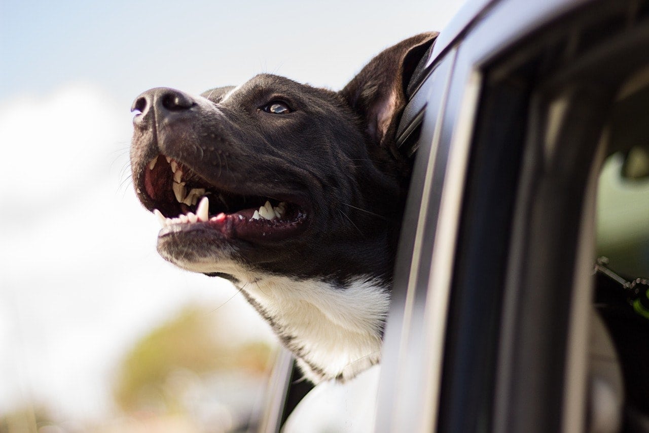happy dog on a car