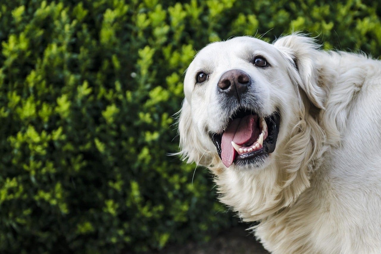 happy golden retriever