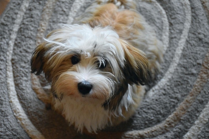 Havanese Dog Breed Info