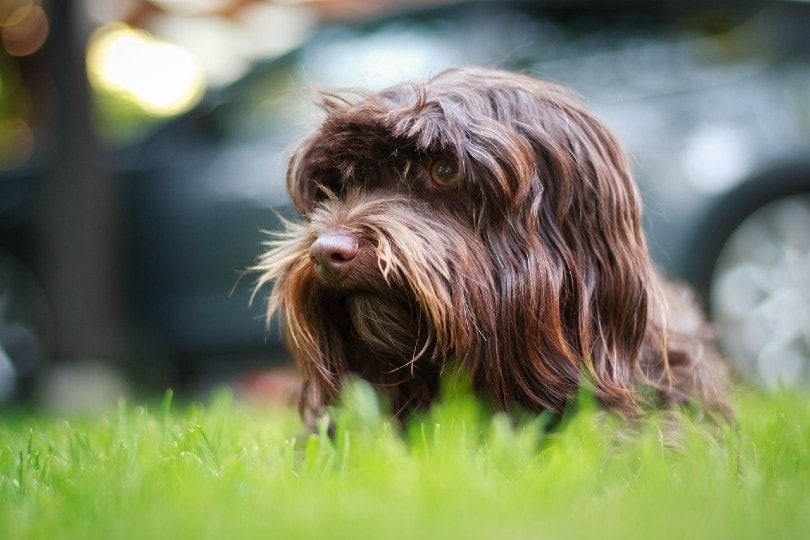 havanese face