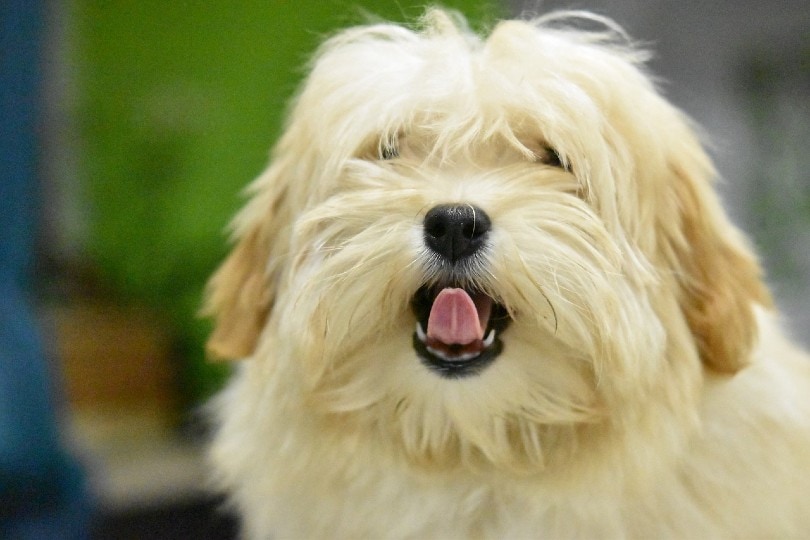 havanese with tongue out