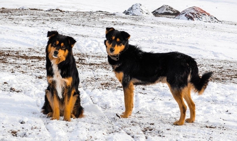 herd dogs