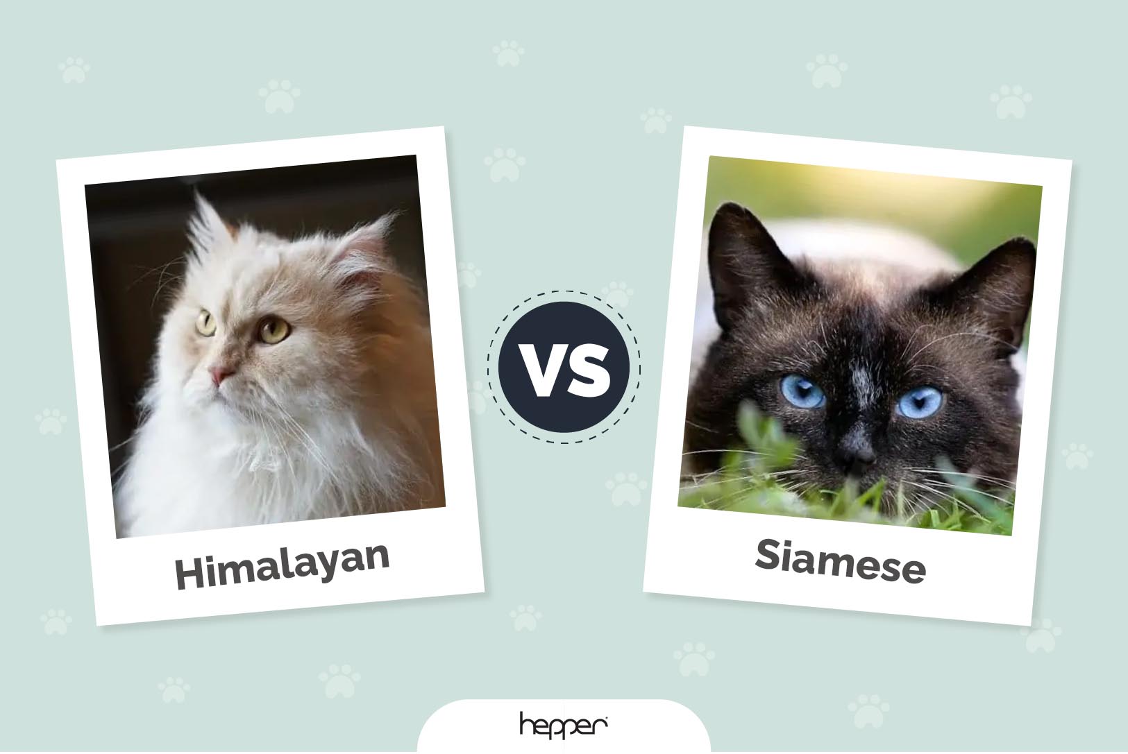 himalayan vs siamese head image