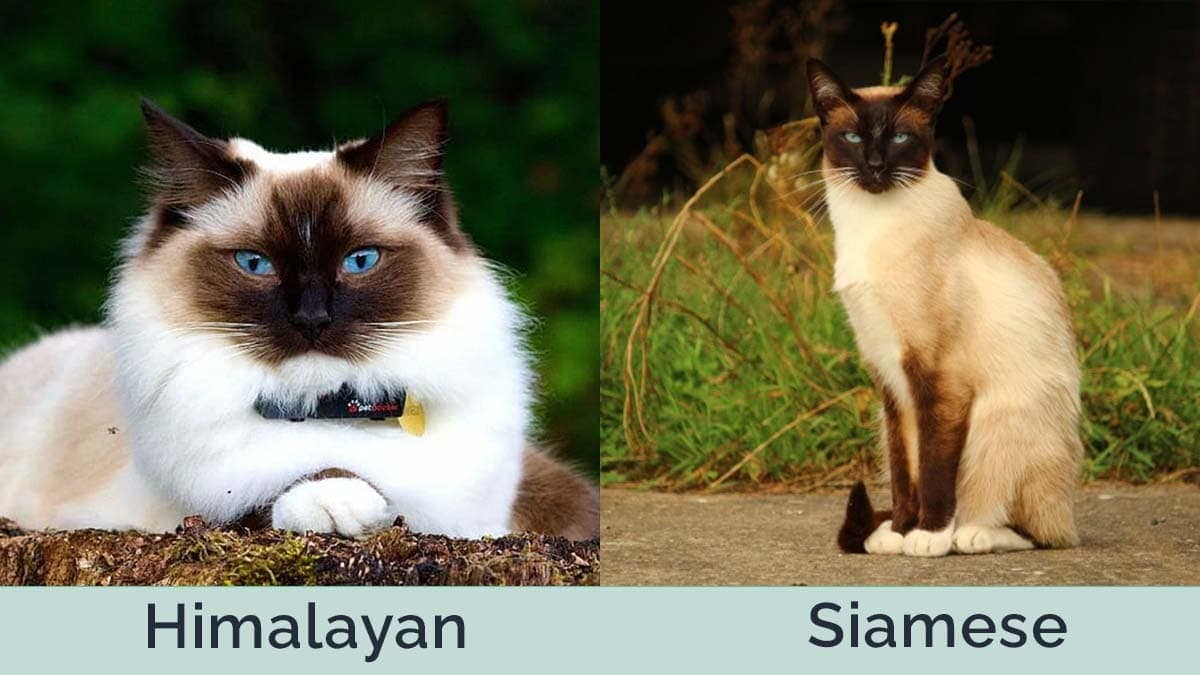 types of siamese cats himalayan