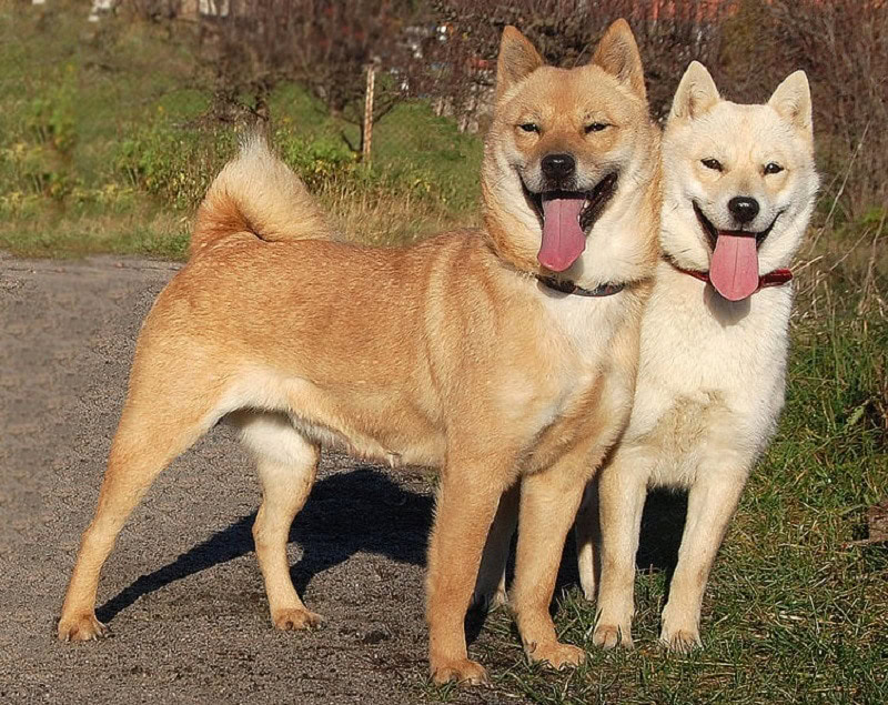 hokaidos