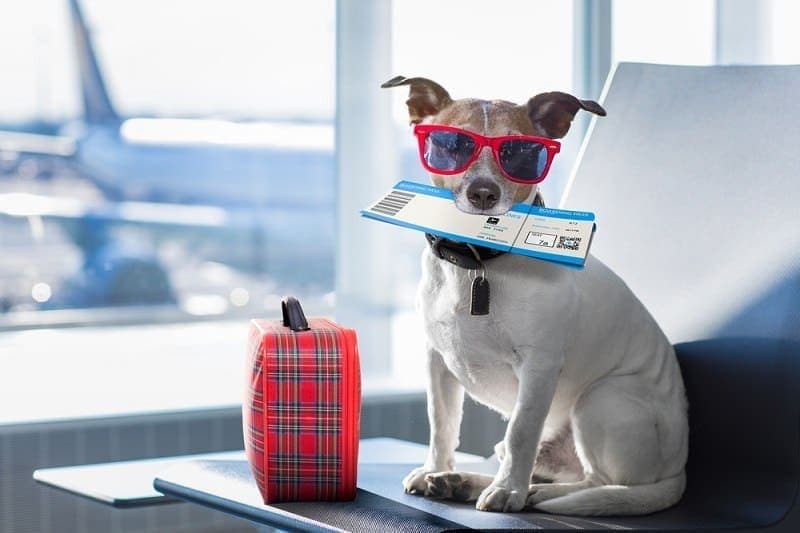 kỳ nghỉ kỳ nghỉ con chó jack russell đang đợi ở nhà ga sân bay_javier brosch_shutterstock