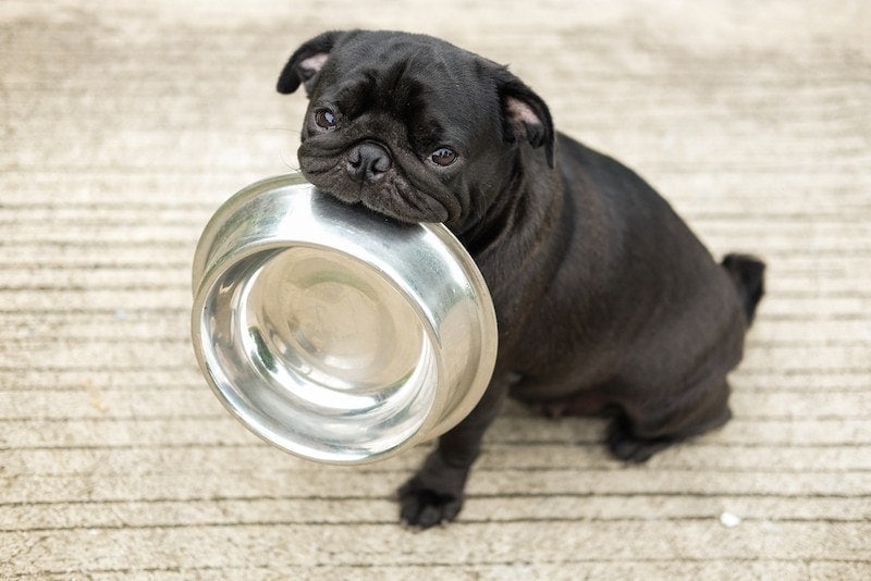 what can i feed my dog to lose weight