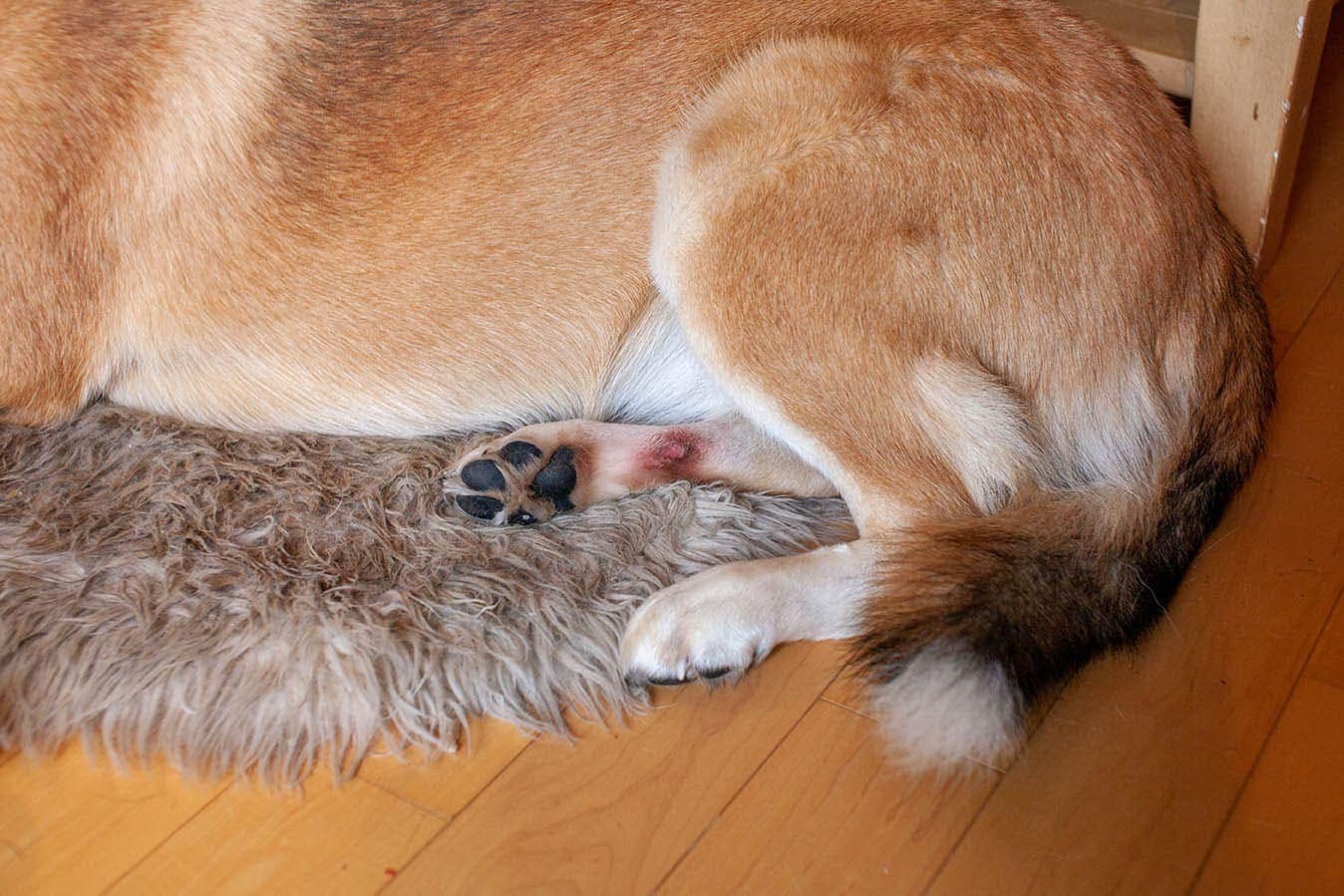 hot spot on dog's back paw