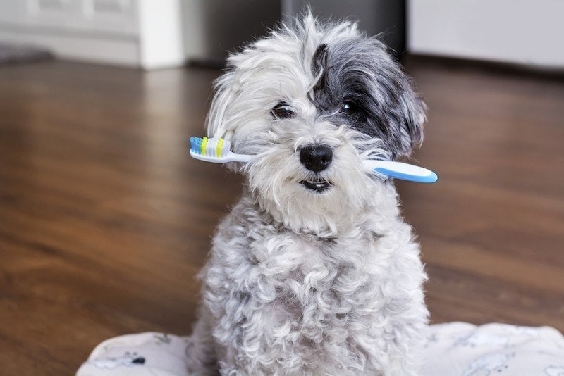 how to make homemade dog toothpaste