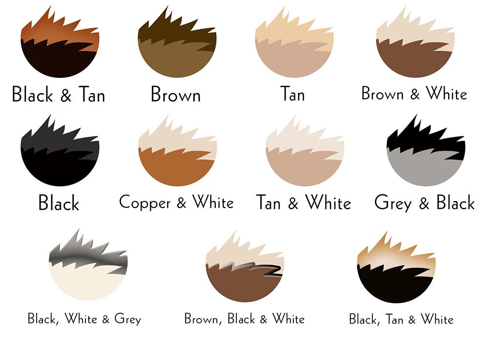 husky colors 2