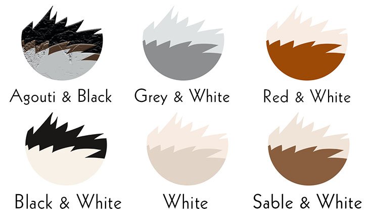 husky colors