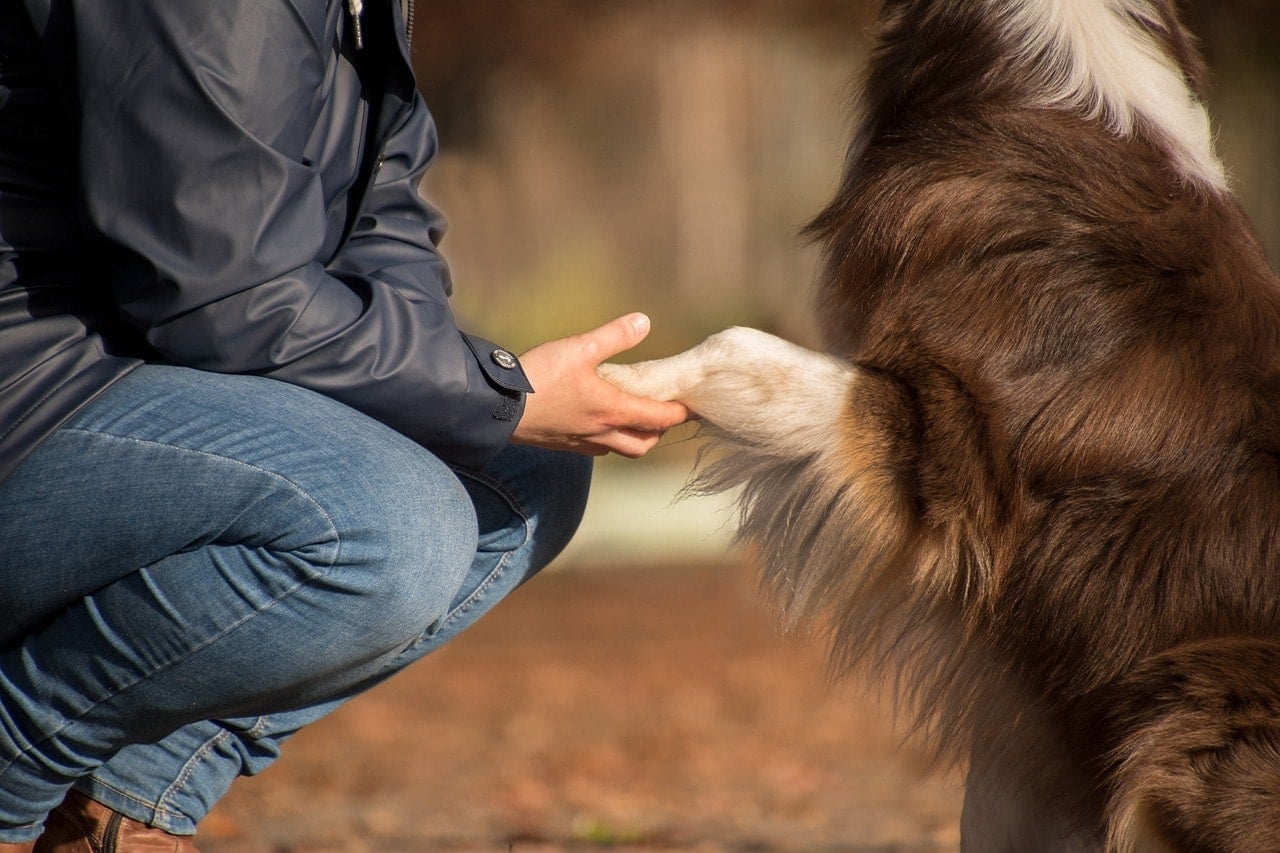 human holding dog's paw