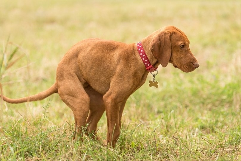 hungarian vizsla dog poops in the green park