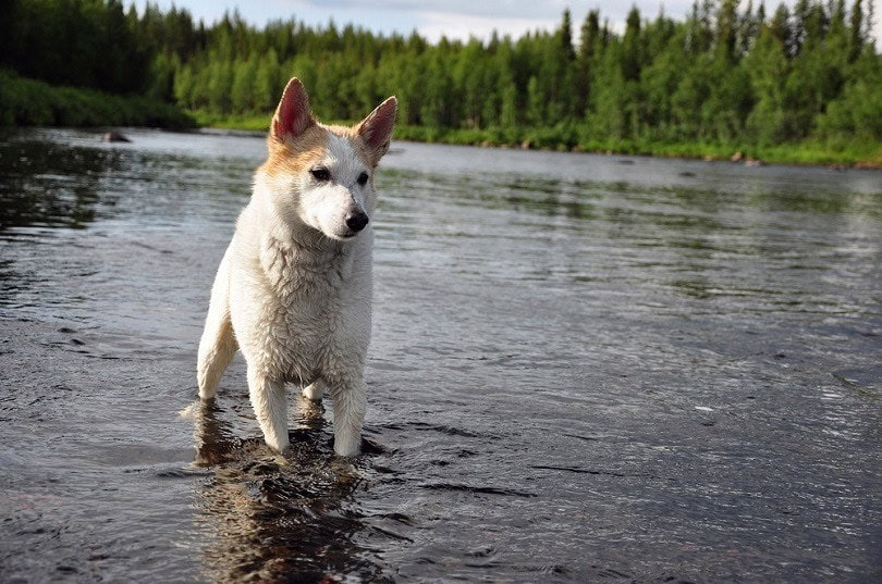 huntingdog, stands in the river