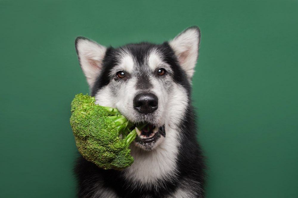 husky dog eating broccoli