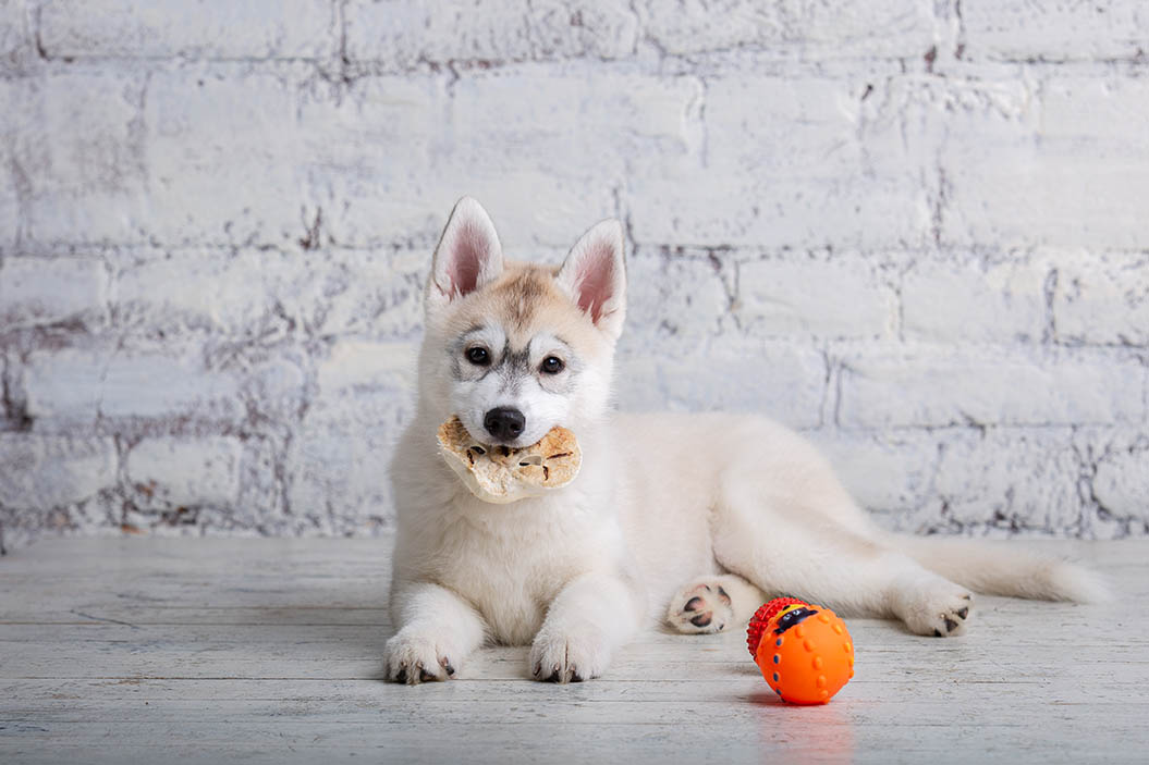 husky eating cow ear