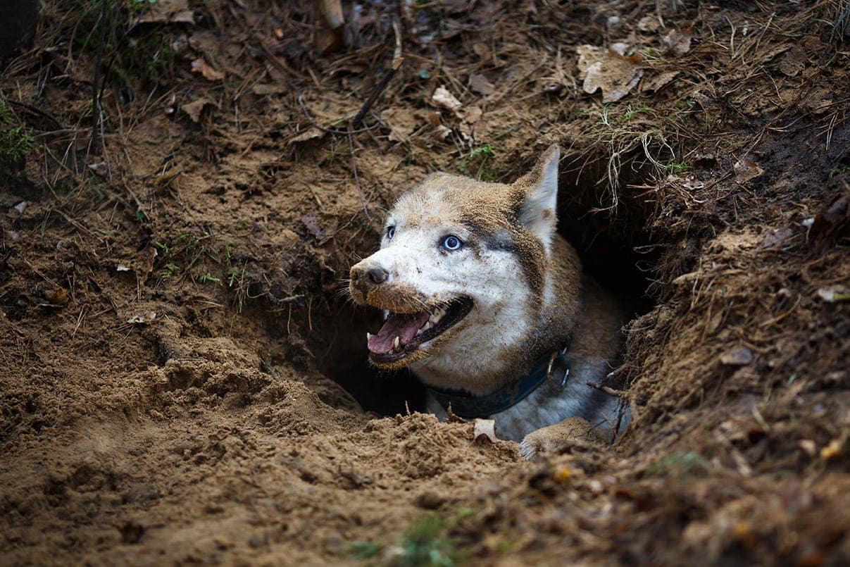 husky in a hole