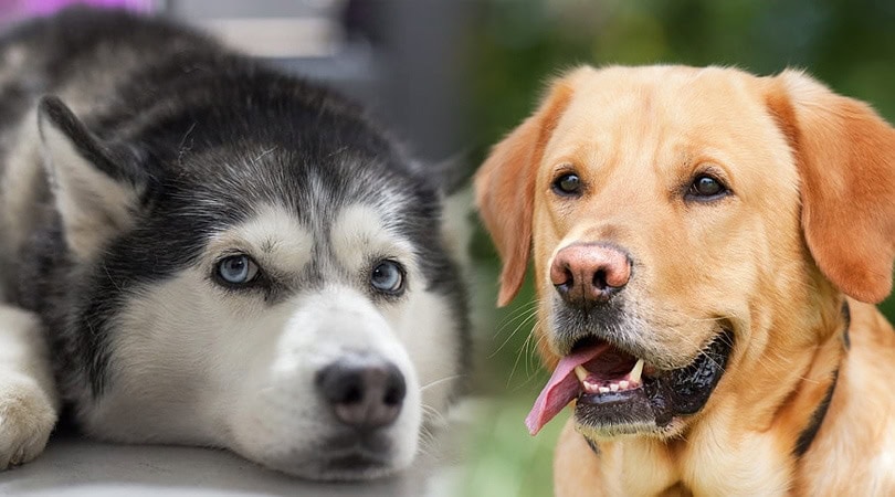husky labrador