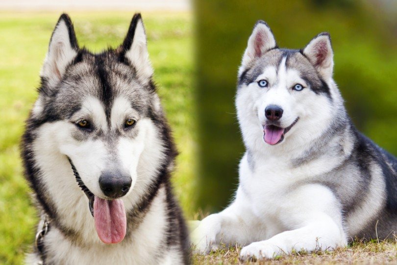 husky malamute mix