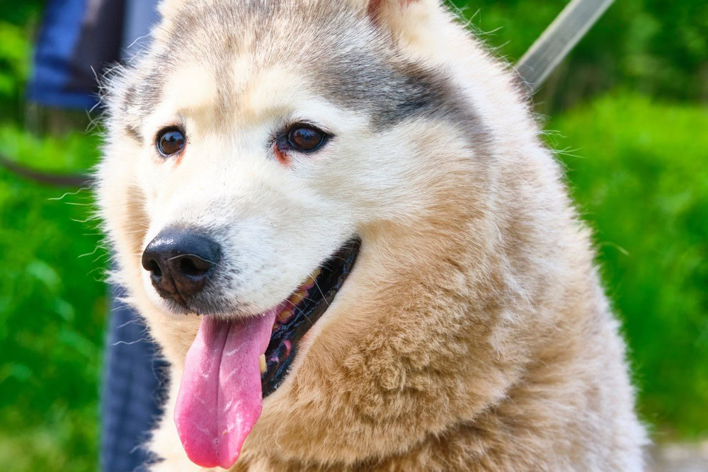 husky poodle mix siberpoo