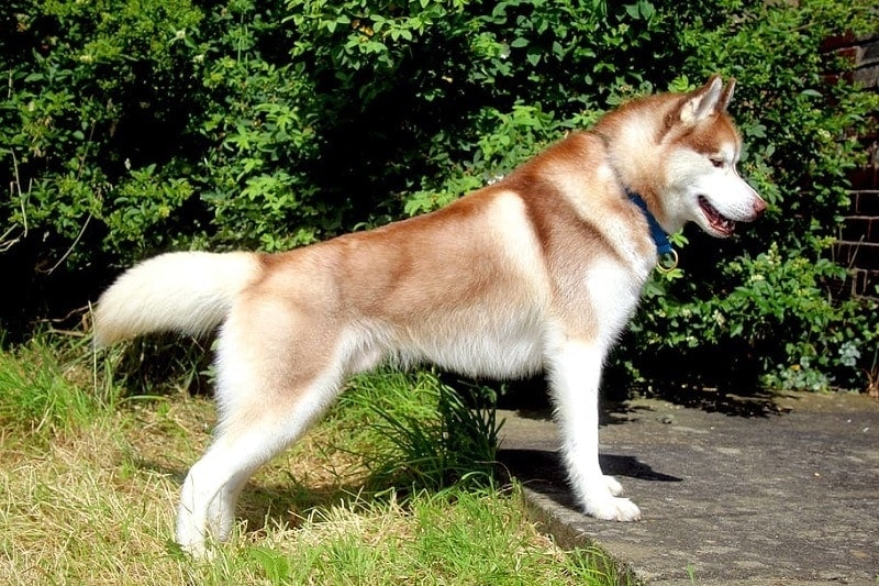husky side view