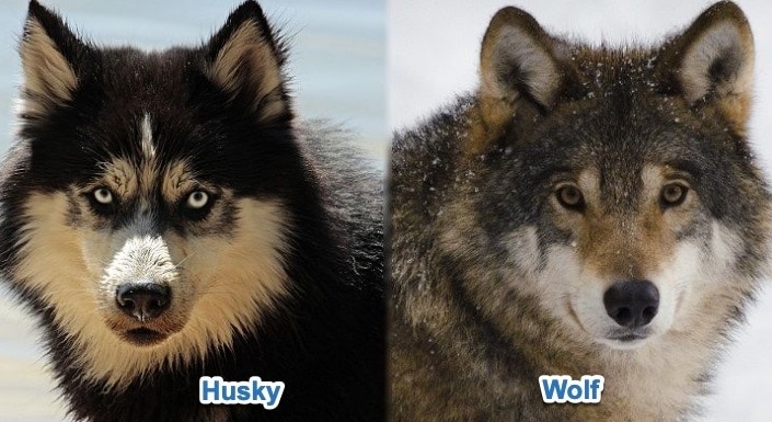 husky vs wolf