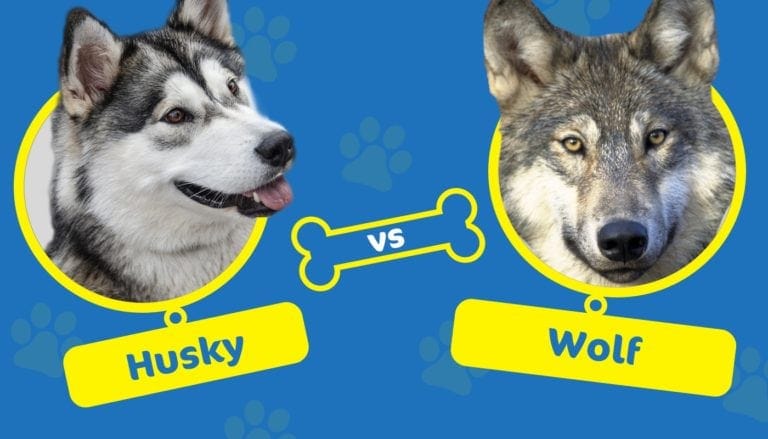 Husky vs. Wolf: What's the Difference? Are They Related? | Hepper