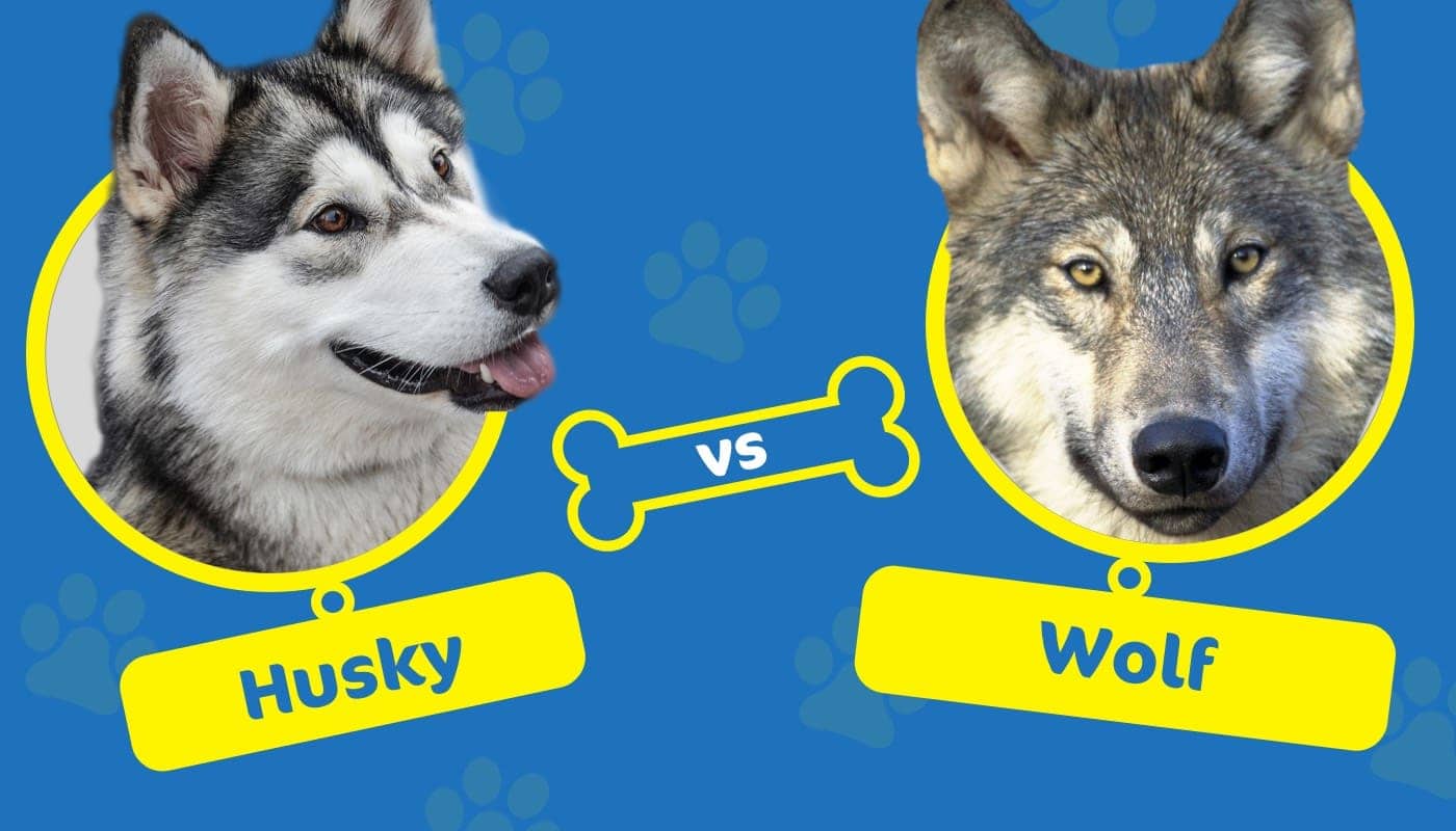 husky vs wolf