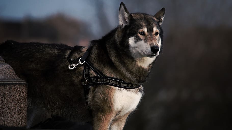 husky with harness