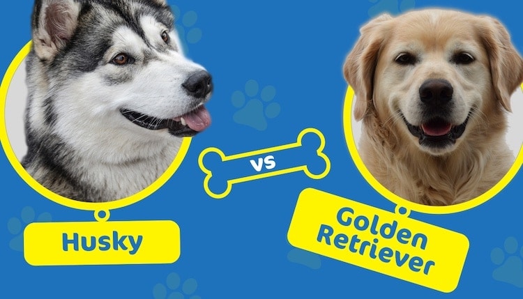 husky_vs_golden_rerriever