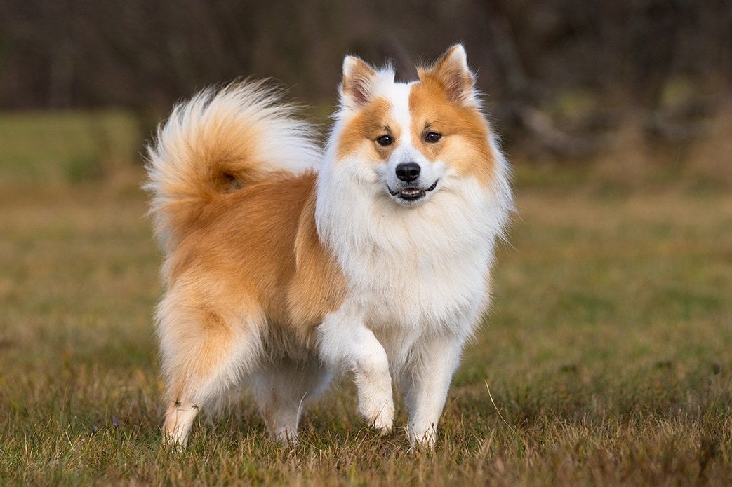 Are Icelandic Sheepdog Aggressive