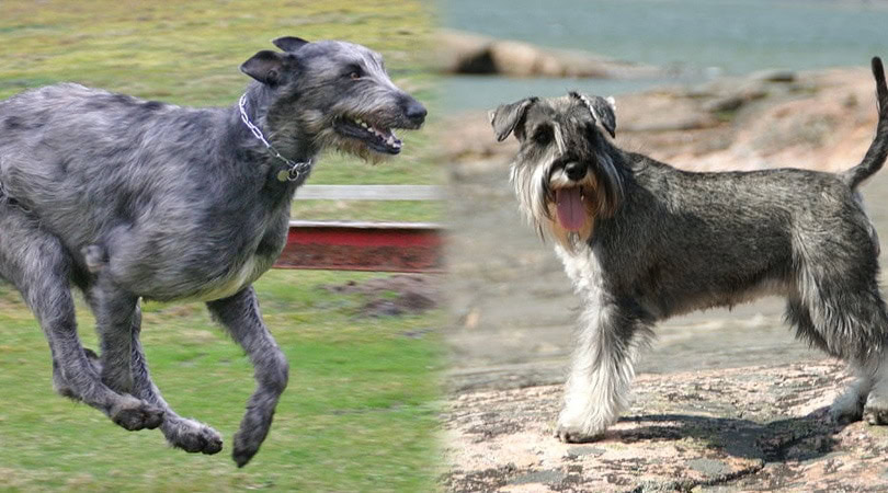 irish schnauzer