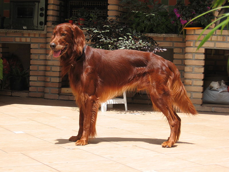 irish setter