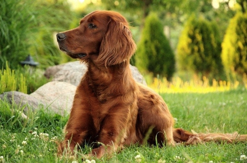 irish setter dog in the garden