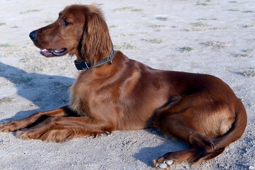 irish setter dog lying on sand