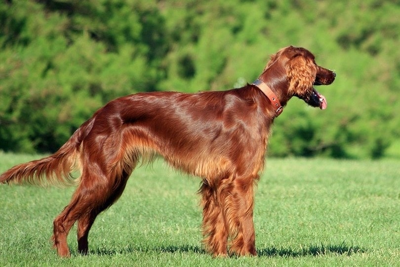 irish setter dog outdoors