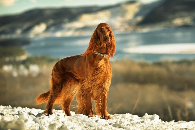 irish setter in mountains