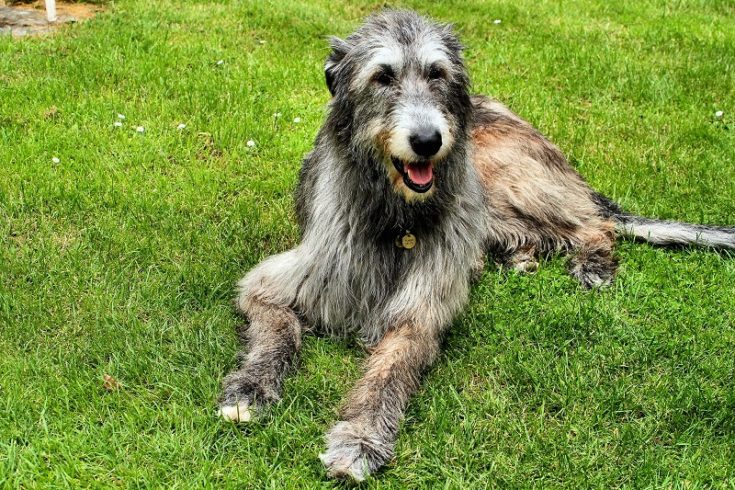 irish wolfhound