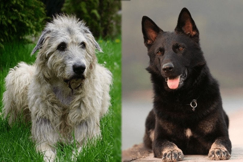 irish wolfhound and german shepherd