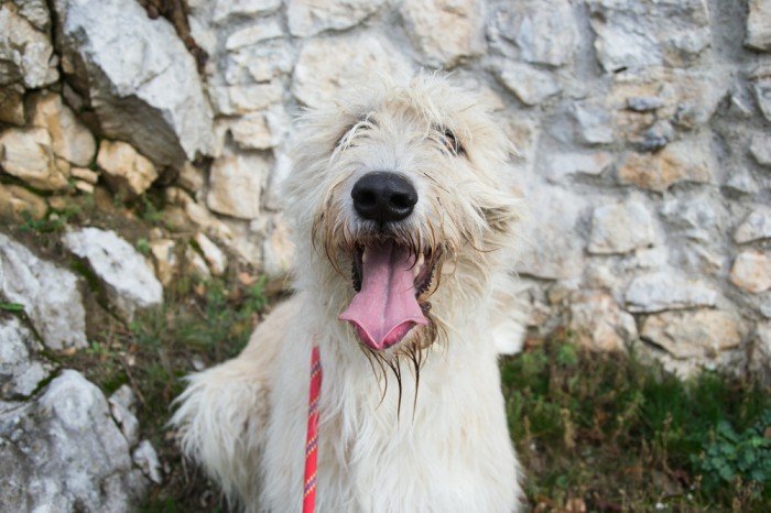 irish wolfhound dog