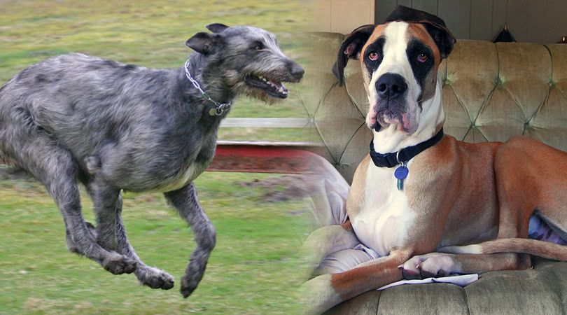 irish wolfhound great dane