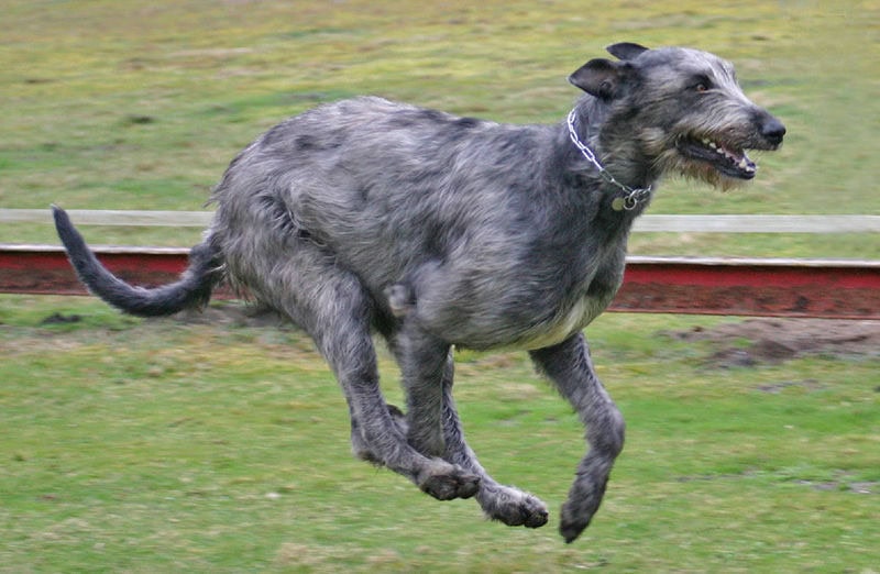 irishwolfhound