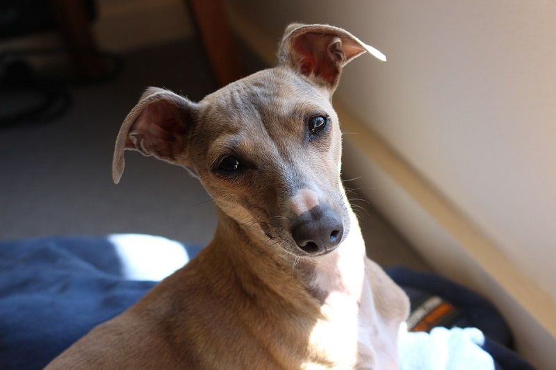 are italian greyhounds good pets